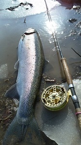 Rainbow trout next to fly rod