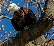 Bald eagle