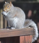 Gray squirrel