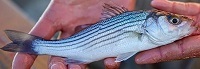 Striped bass