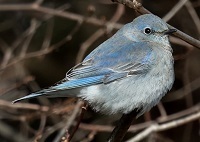 Mountain bluebird