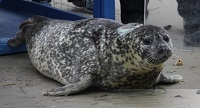 Gray seal