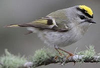 Golden-crowned kinglet