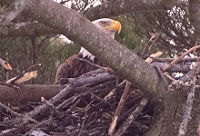 Bald eagle