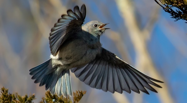 Mountain bluebird courtesy of Matt Zeitler