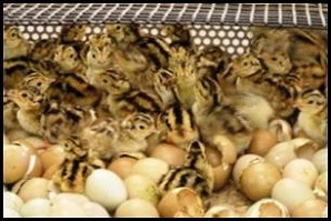 A group of newly hatched ring-necked pheasant chicks