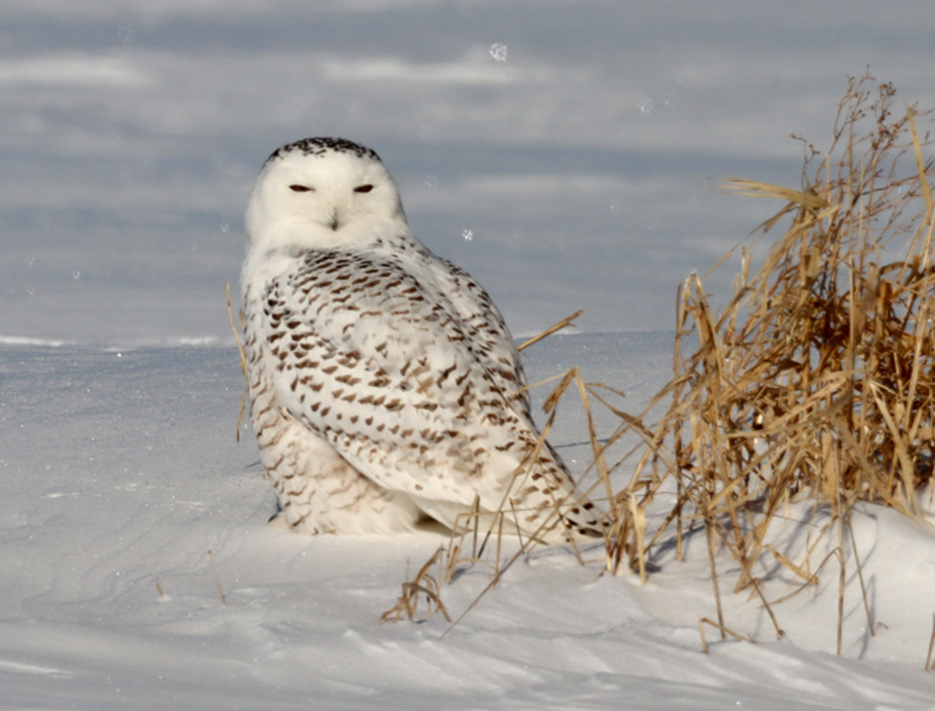 snowy owl