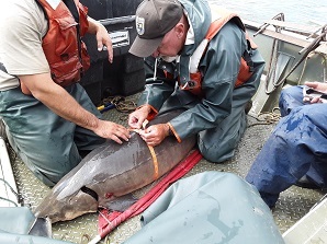 DEC Staff working with Sturgeon 