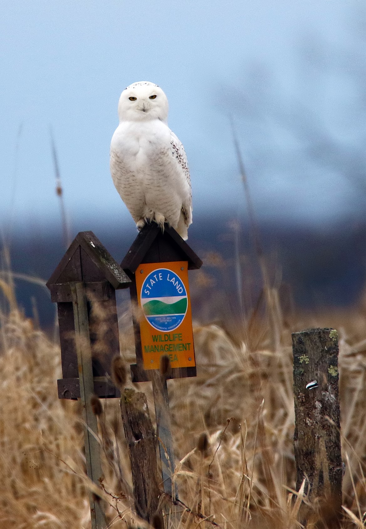 A snowy owl sitting on a signpost with the DEC logo attached to it