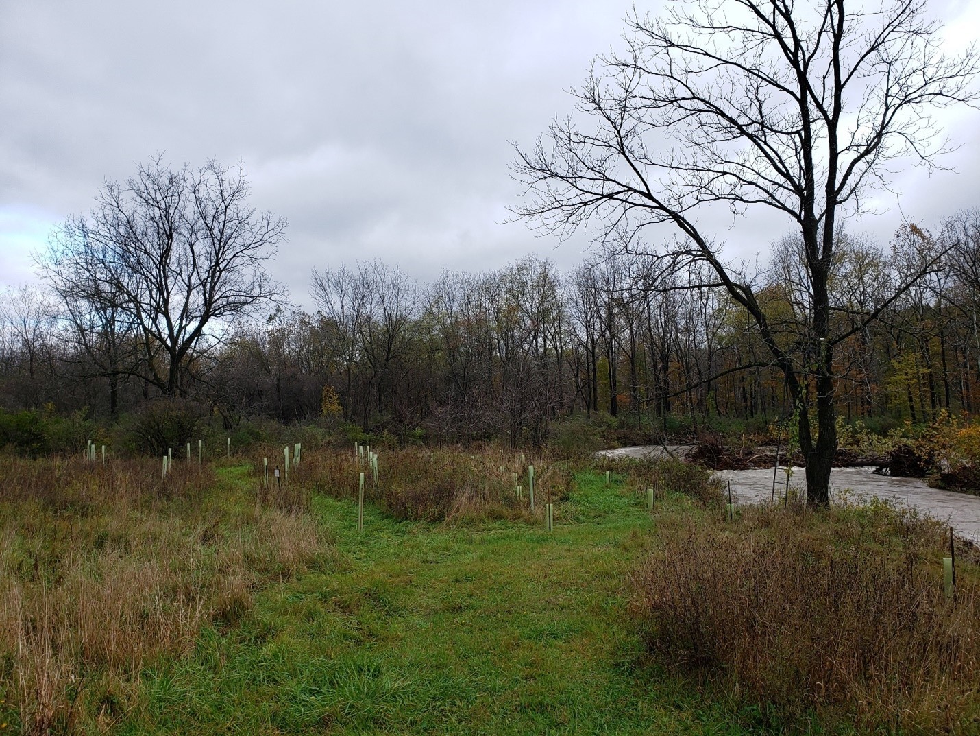 Riparian Buffer Plantings adjacent to Six Mile Creek on the Boris property.