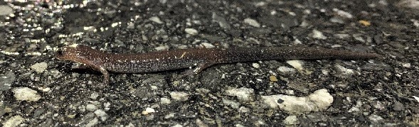 Lead phase of eastern red-backed salamander on wet road - by Laura Heady