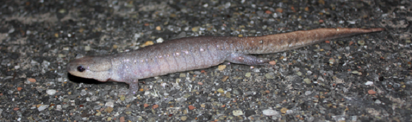 Jefferson-blue spotted salamander complex on wet road - by Steve Stanne