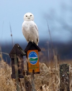 snowy owl on sign post