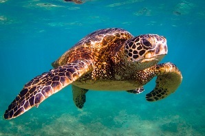sea turtle swimming