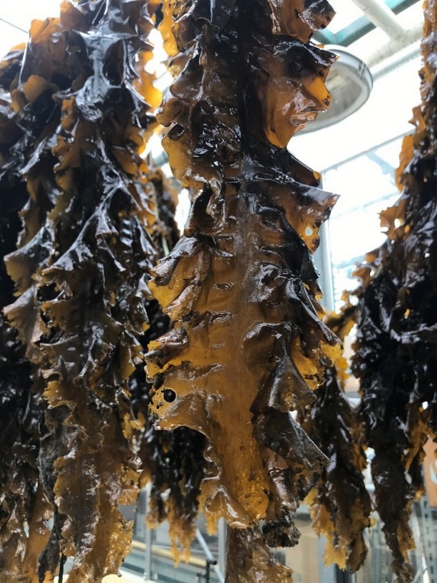 Sugar Kelp on lines in water