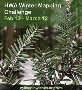 a hemlock branch with the white, fuzzy sacs of invasive hemlock woolly adelgid