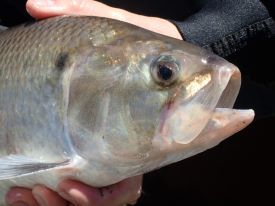 image shows head of shad- s sliver fish.