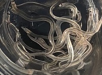 Glass eels 