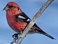 White-winged crossbill