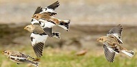 Snow buntings