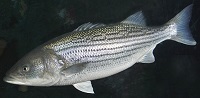 Striped bass
