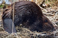 Beaver