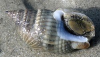 Mud dog whelk