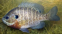 Bluegill