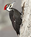 Pilated woodpecker