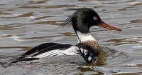 Red-breasted merganser