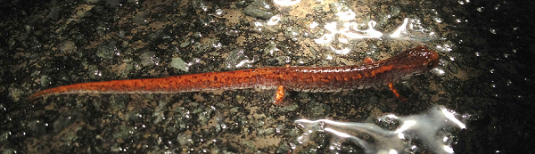 four-toed salamander on wet road - by Laura Heady