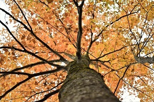 a sugar maple with orange foliage as seen from below