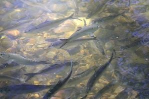 Herring swimming in the Hudson River