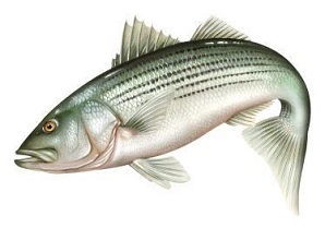 drawing of Atlantic striped bass