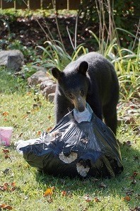 bear getting into garbage bag