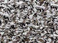 Snow geese