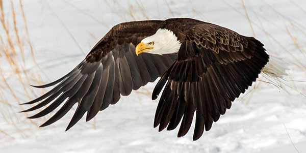 Bald eagle photo courtesy of Bob Rightmyer