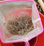 Glass eels