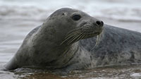 Gray seal