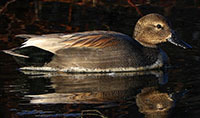 Gadwall