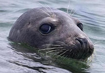 Gray seal