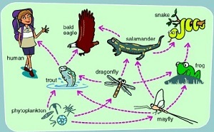 Air, food web, chain