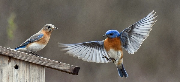 Eastern bluebird photo courtesy of Deborah Tracy Kral