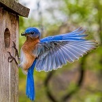 Eastern bluebird