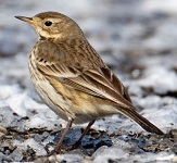 American pipit