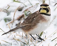 Horned lark