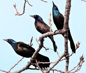 Common grackles