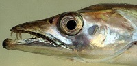 Atlantic cutlassfish