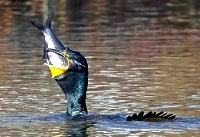 Double-crested cormorant