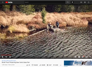 Brook Trout: Preserving New York's State Fish Youtube video